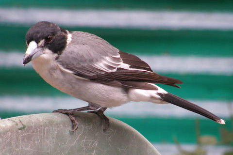 Grey Butcherbird (Cracticus torquatus)